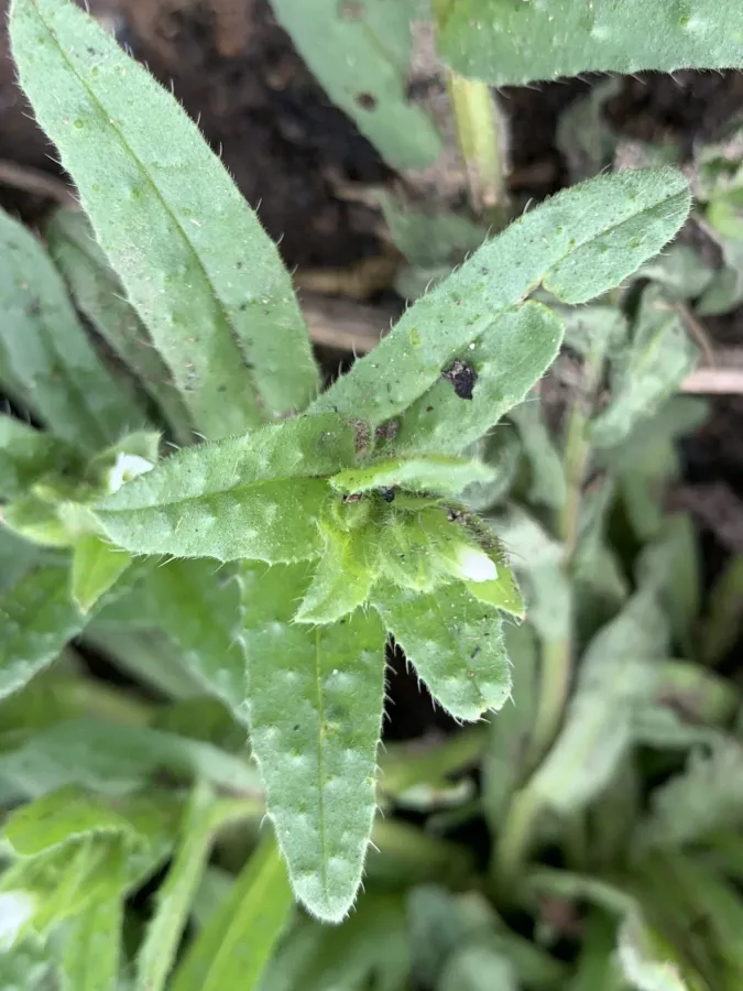 Nonea echioides