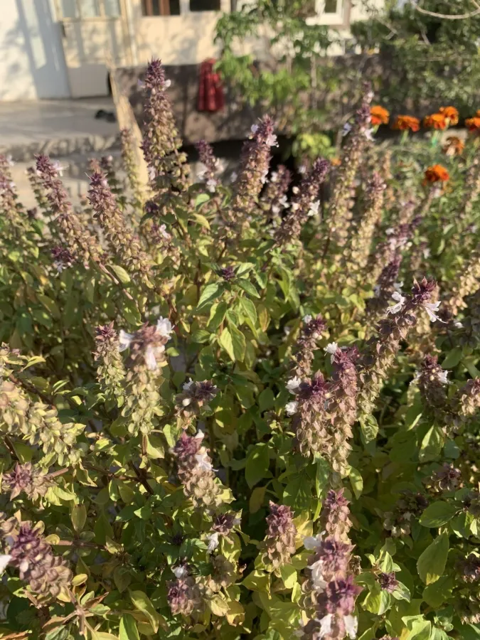 Ocimum basilicum