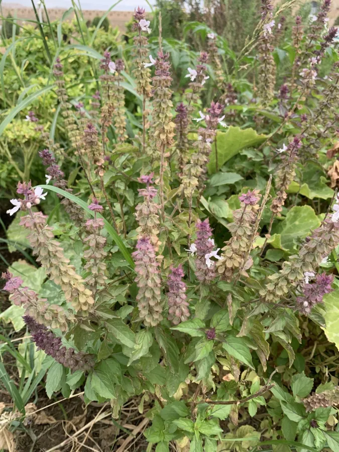 Ocimum basilicum