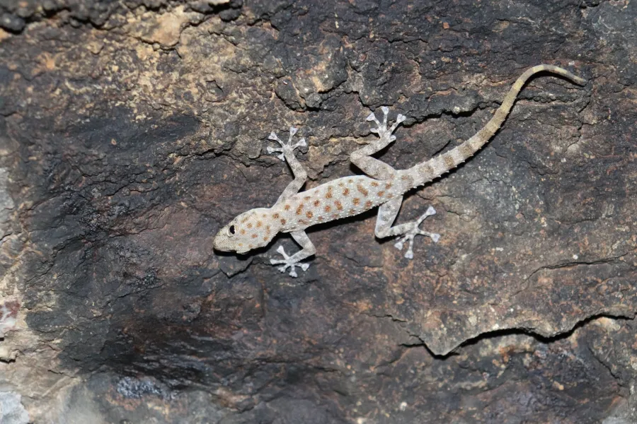 Saffin leaf-toed gecko