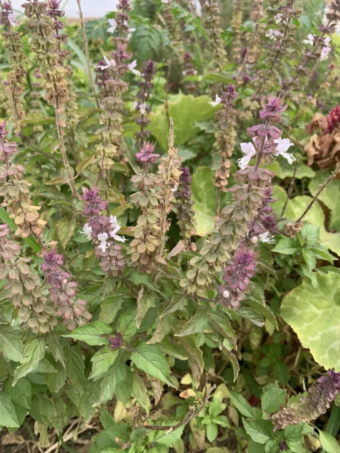 Ocimum basilicum