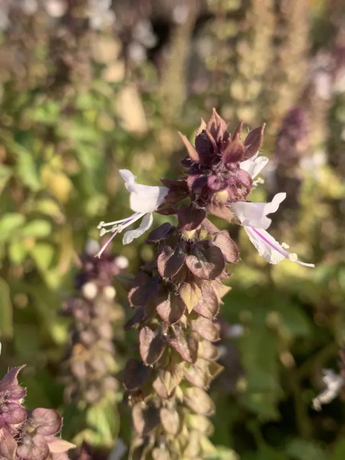 Ocimum basilicum