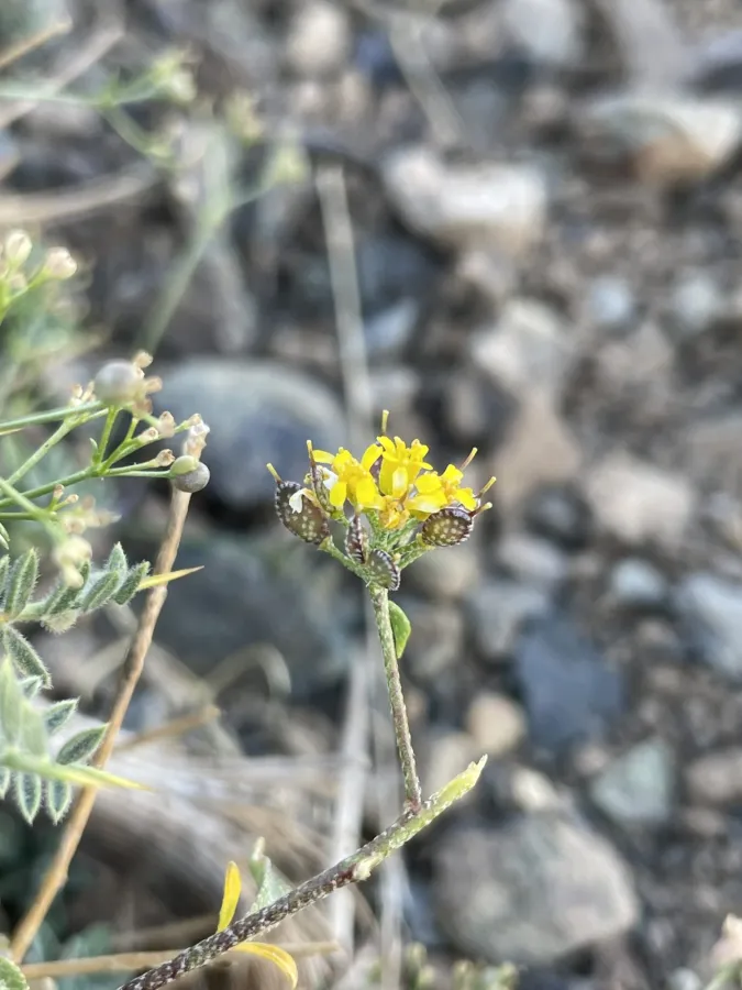 Odontarrhena condensata