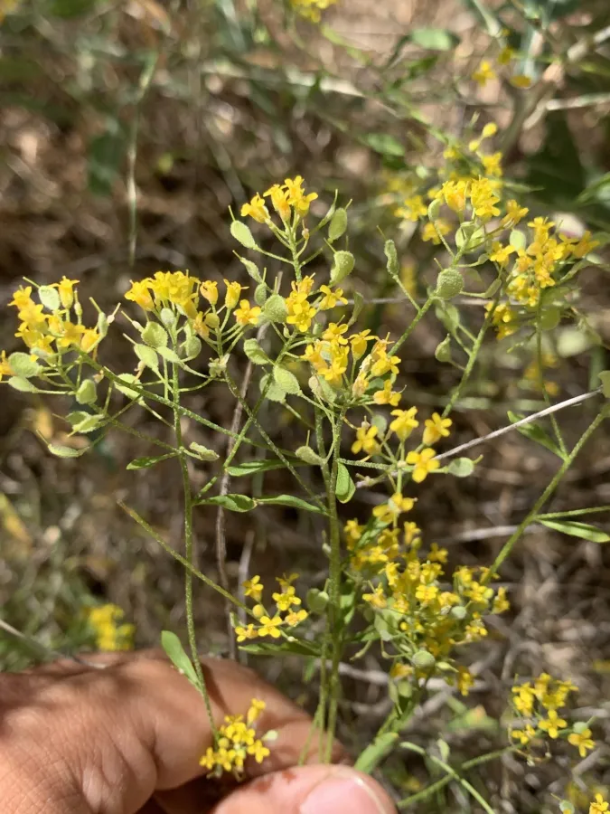 Odontarrhena muralis
