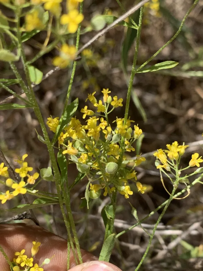 Odontarrhena muralis