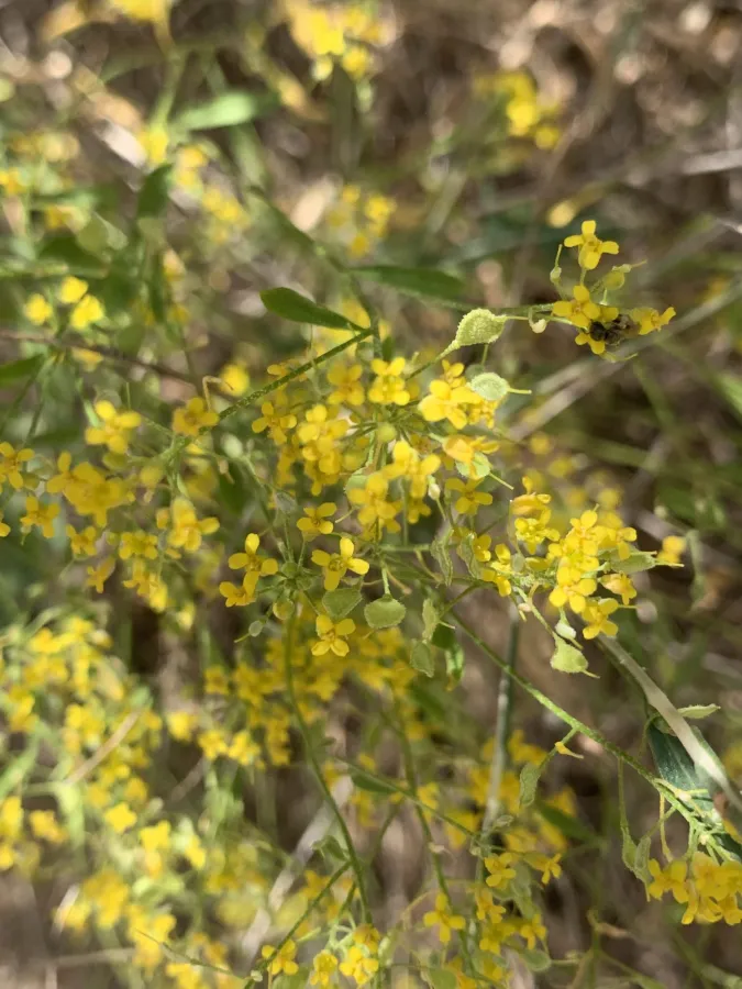 Odontarrhena muralis