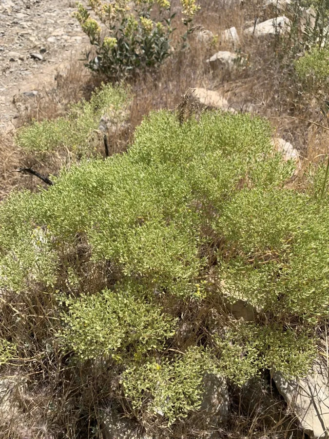 Odontarrhena penjwinensis