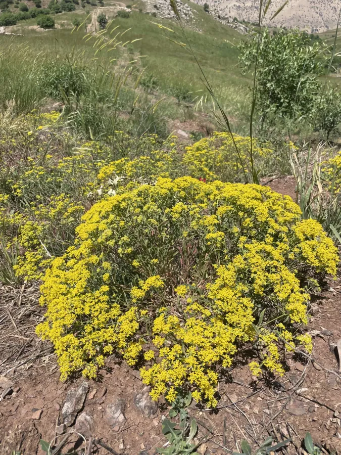 Odontarrhena penjwinensis