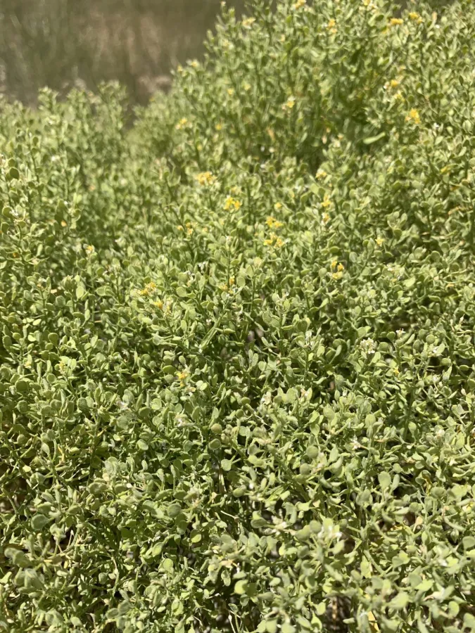 Odontarrhena penjwinensis
