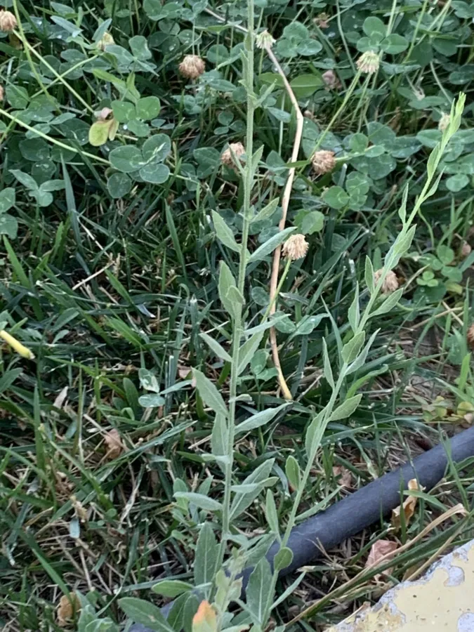 Oenothera lindheimeri