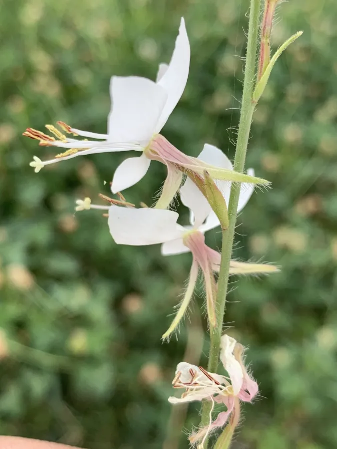 Oenothera lindheimeri