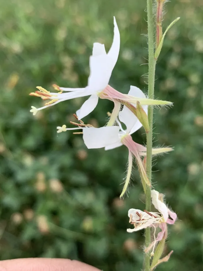 Oenothera lindheimeri