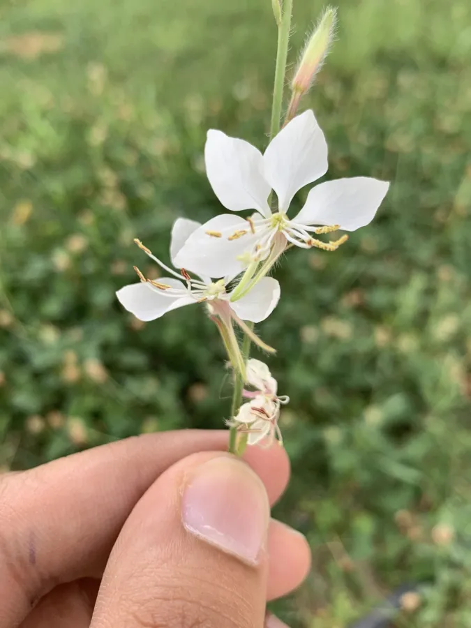 Oenothera lindheimeri