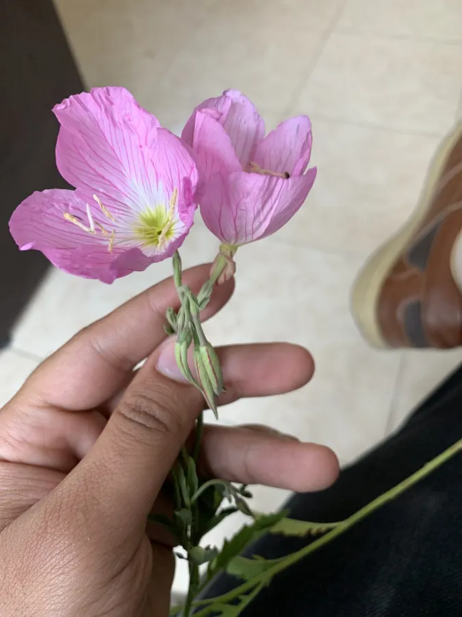 Oenothera speciosa