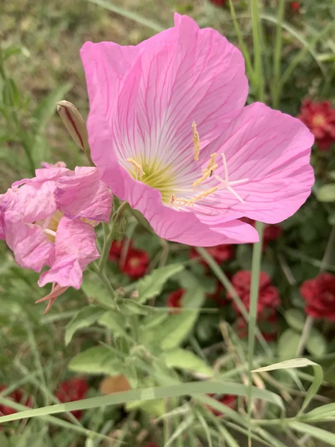 Oenothera speciosa