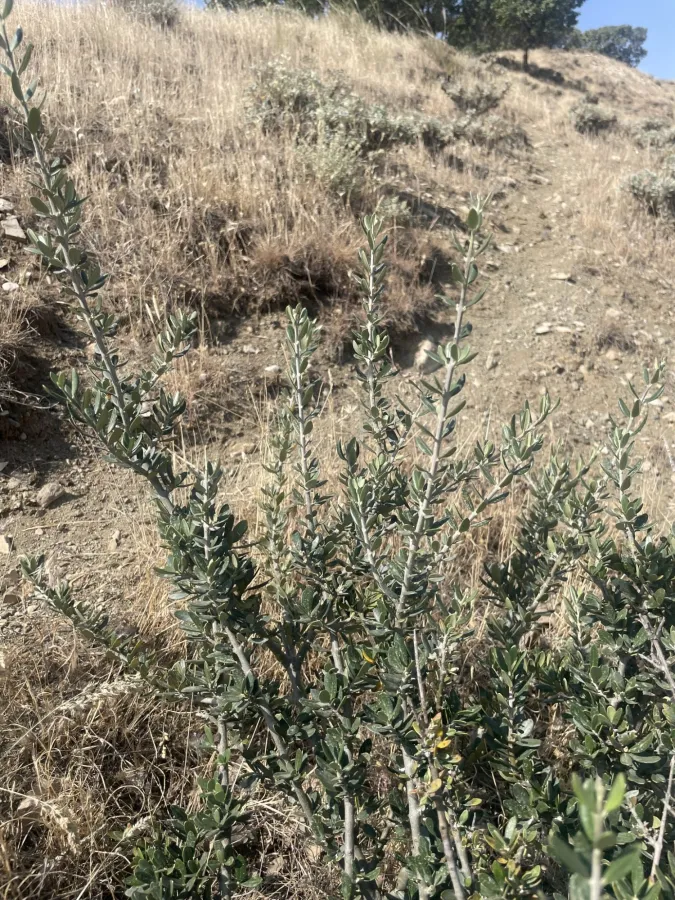 Olea europaea