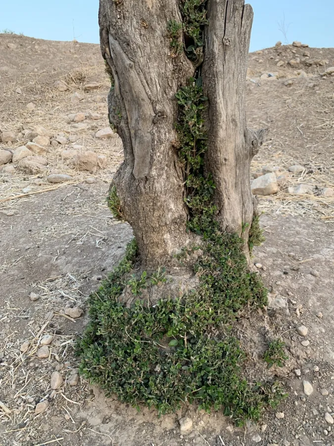 Olea europaea