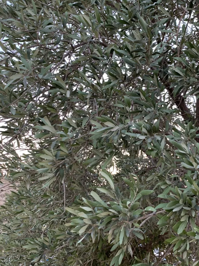 Olea europaea