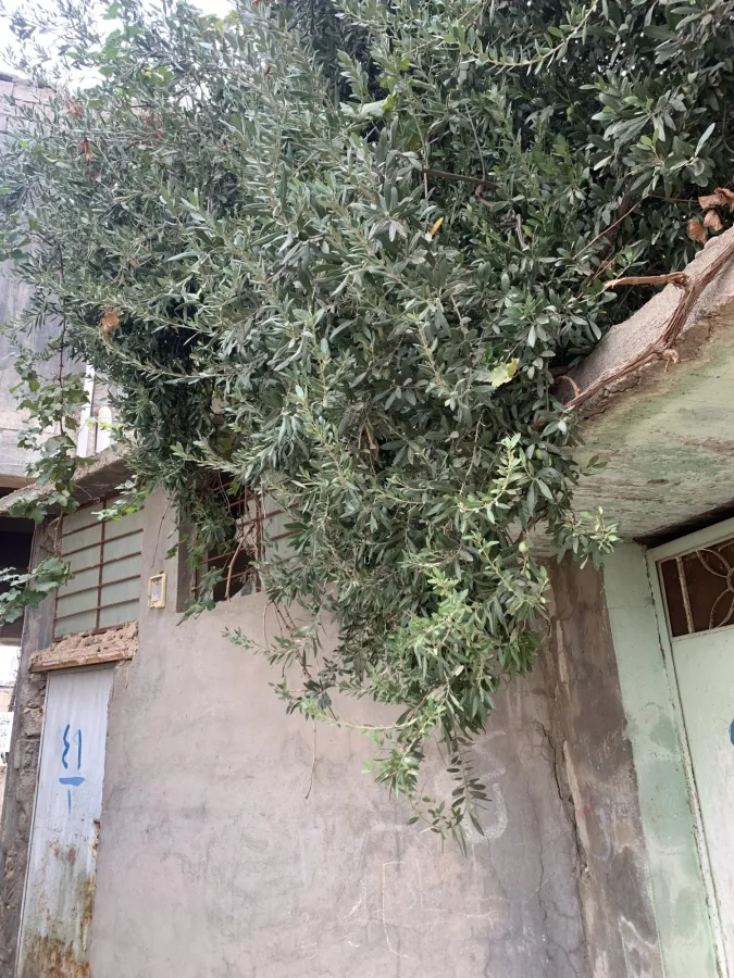 Olea europaea