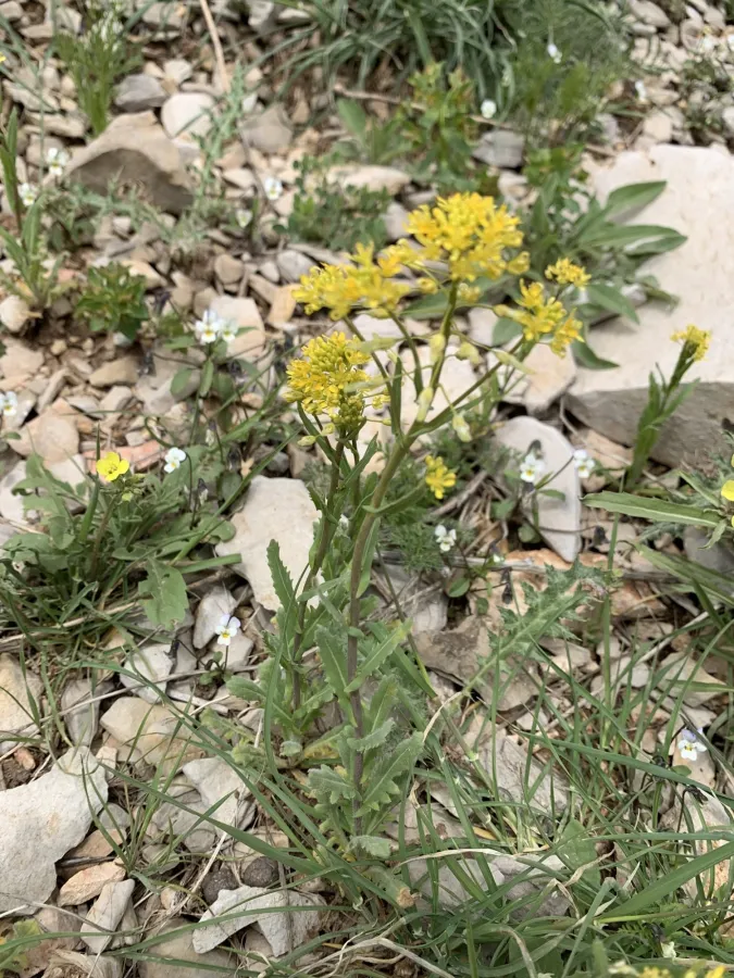 Olimarabidopsis pumila