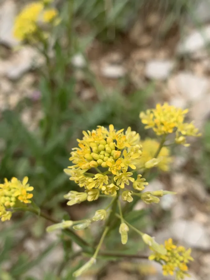Olimarabidopsis pumila