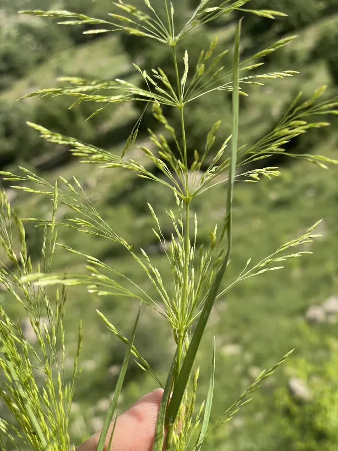 Oloptum thomasii