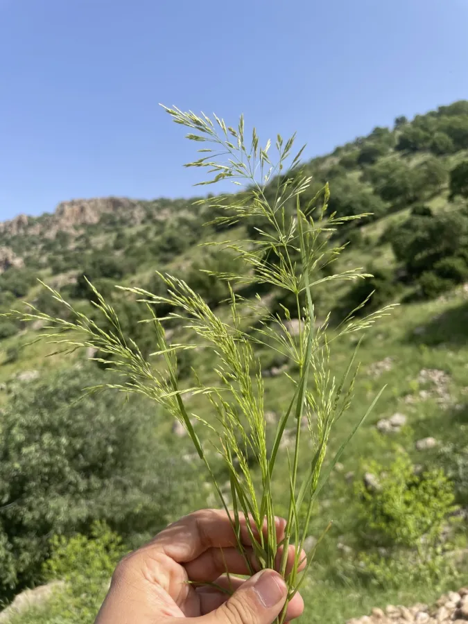 Oloptum thomasii