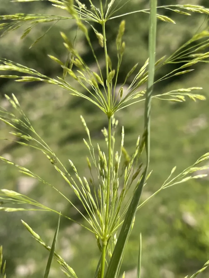 Oloptum thomasii