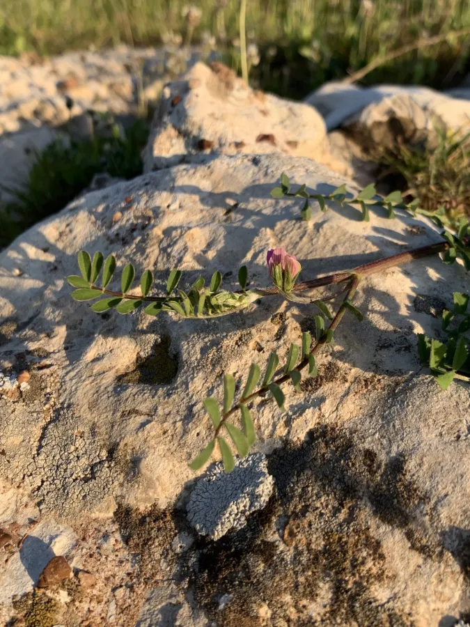 Onobrychis caput-galli