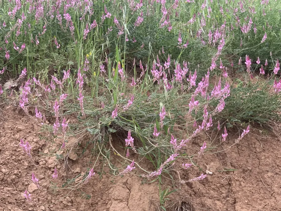 Onobrychis carduchorum