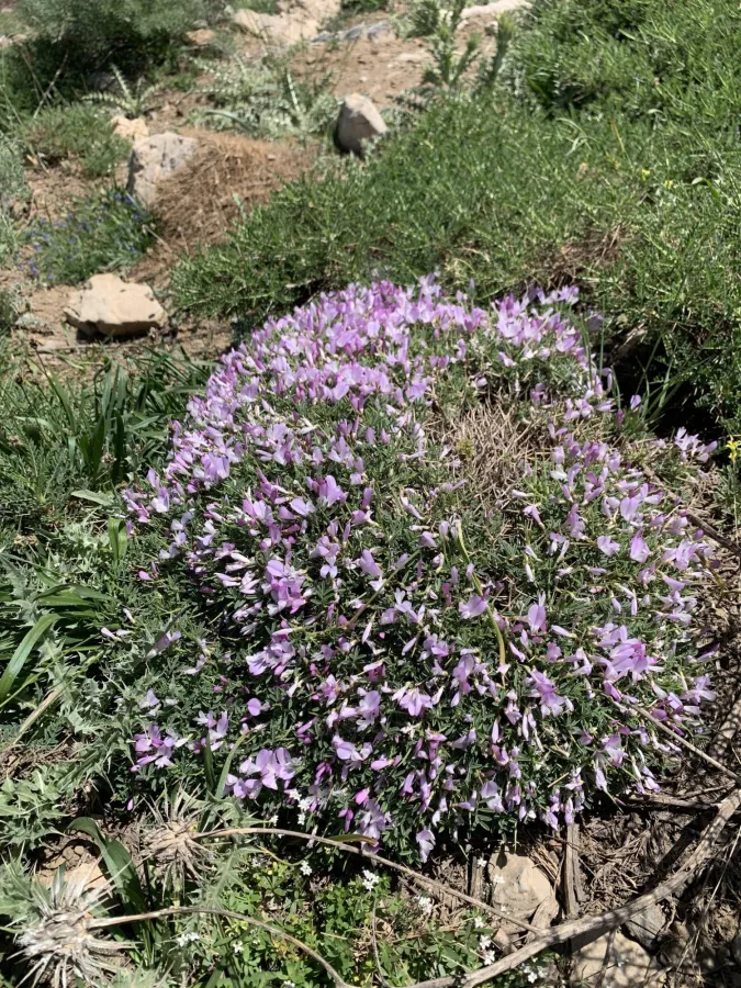 Onobrychis cornuta