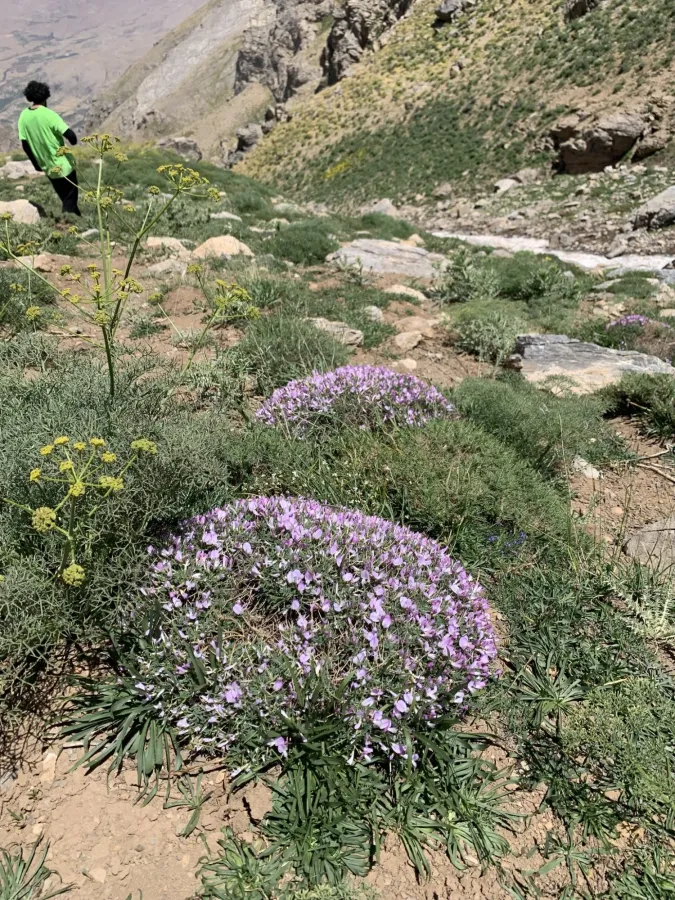Onobrychis cornuta
