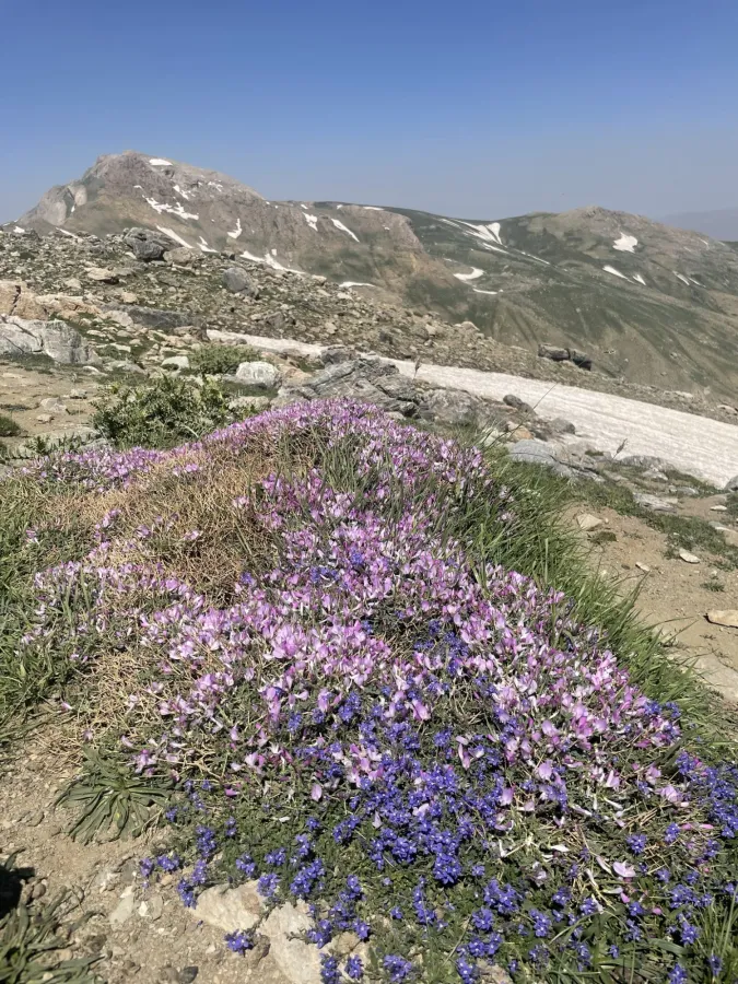 Onobrychis cornuta