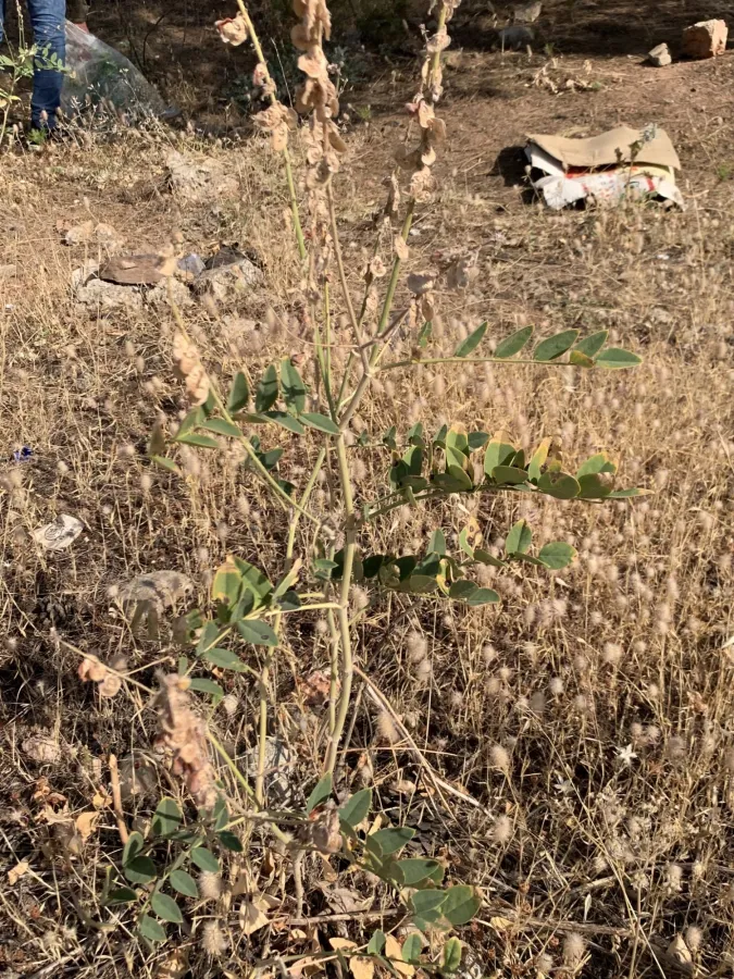 Onobrychis galegifolia