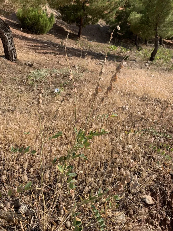 Onobrychis galegifolia