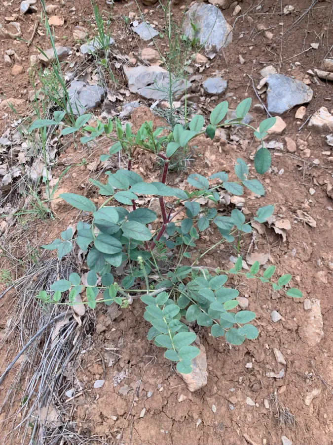 Onobrychis galegifolia