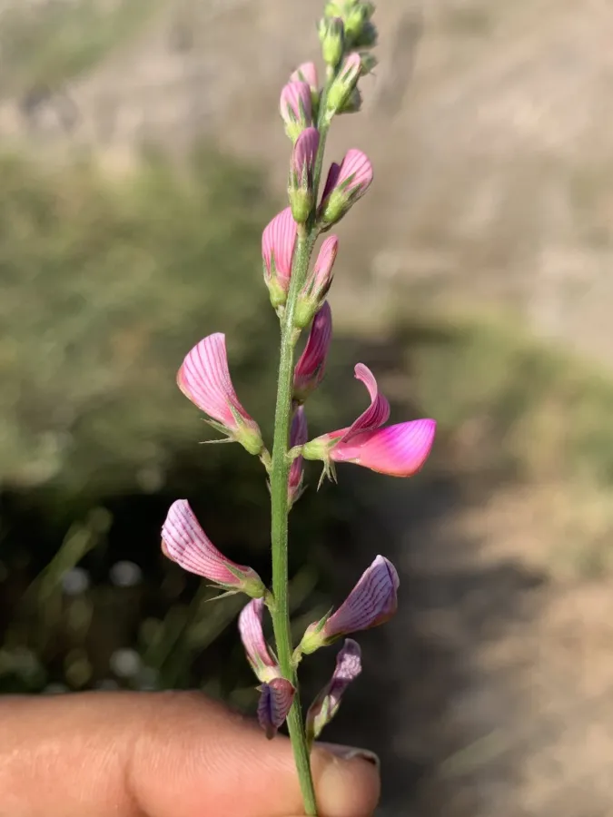 Onobrychis kotschyana