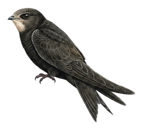 Common Swift