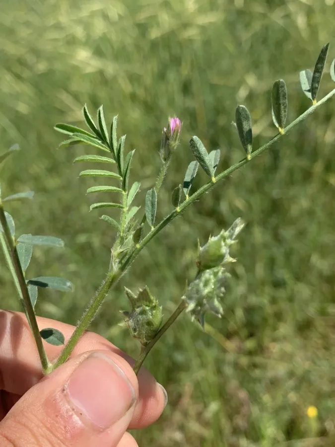 Onobrychis squarrosa