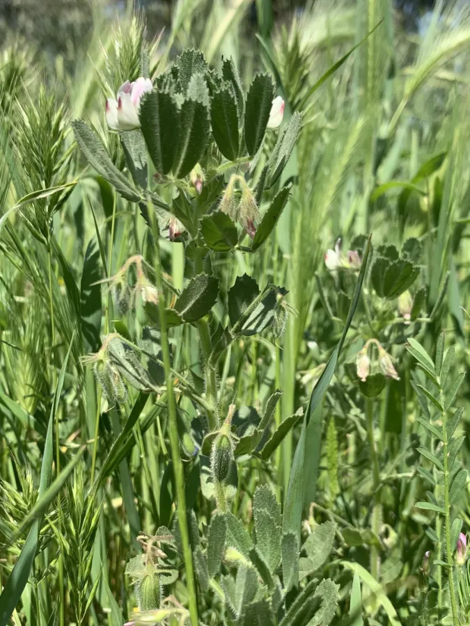 Ononis biflora