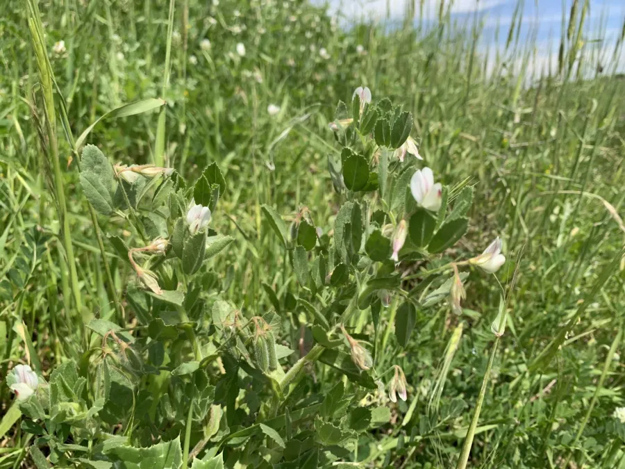 Ononis biflora