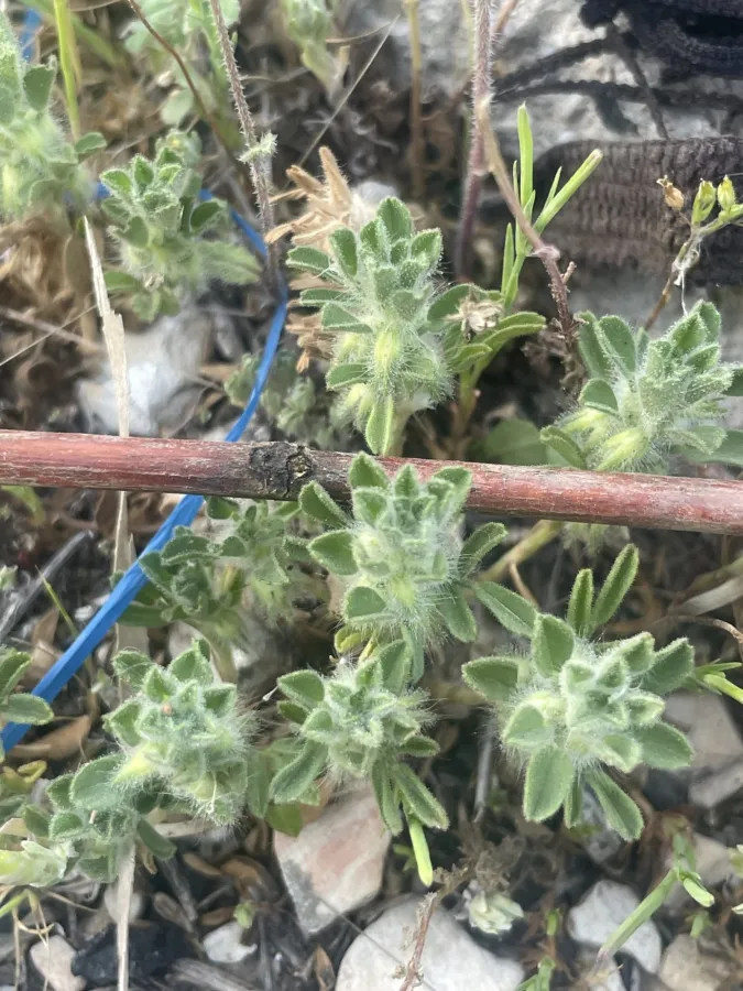 Ononis reclinata