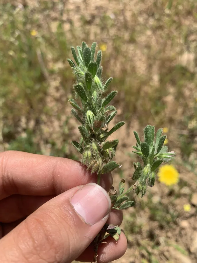 Ononis reclinata