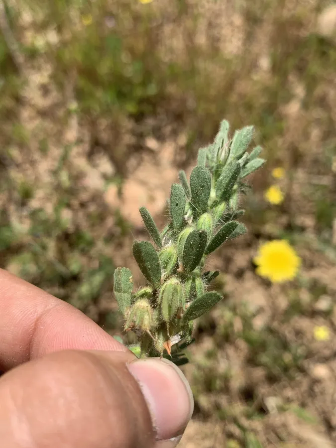 Ononis reclinata