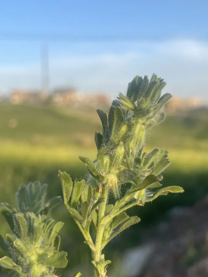 Ononis reclinata