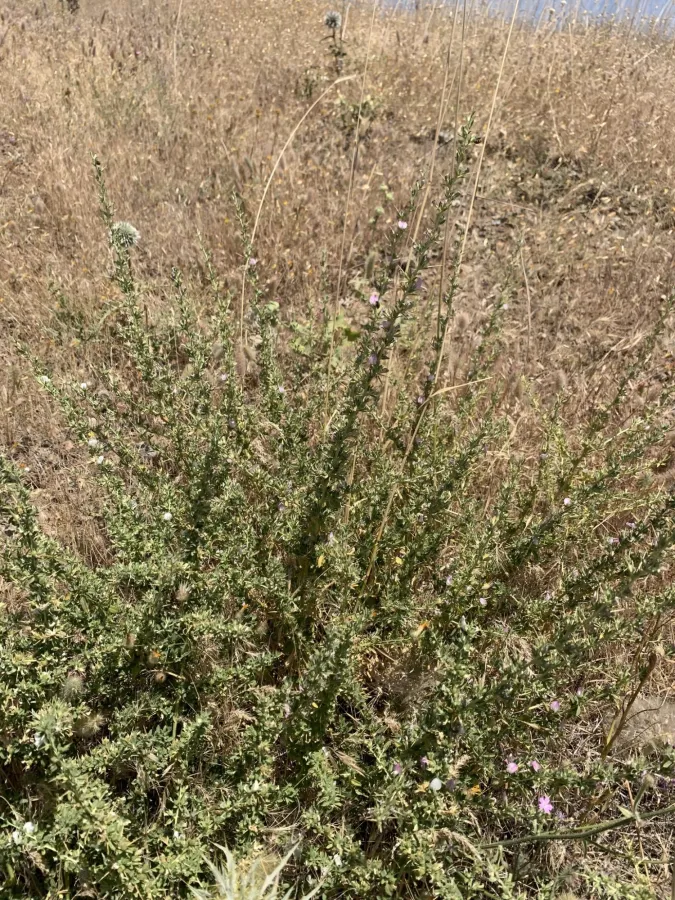 Ononis spinosa