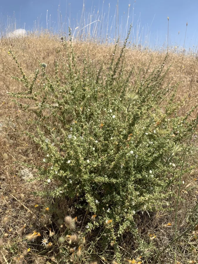 Ononis spinosa