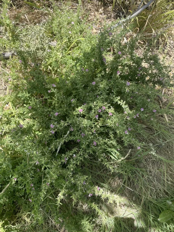 Ononis spinosa