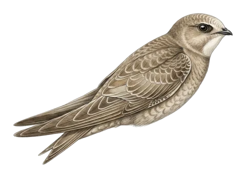 Pallid Swift