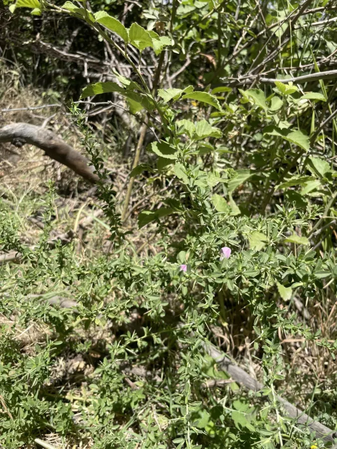 Ononis spinosa